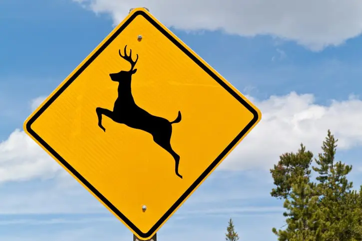 Carolina Collision and Frame Service | Yellow deer crossing sign