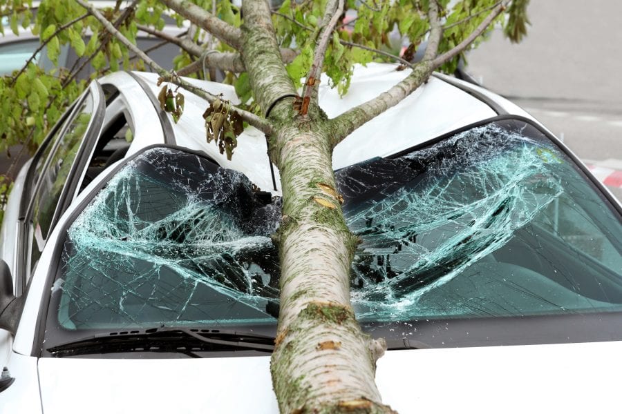 damaged car Carolina Collision and Frame Service | Tree resting on the cracked windshield of a damaged car after it fell on it